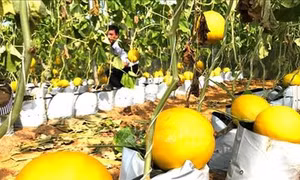 Anh Trịnh Như Lực trồng dưa kim hoàng hậu an toàn cho hiệu quả kinh tế cao