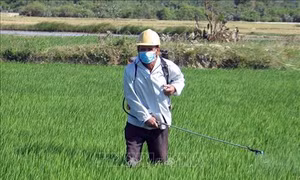 Thanh Hóa phòng trừ sâu bệnh gây hại cho lúa