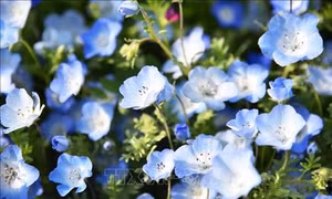 Ngắm hoa Nemophila xanh biếc tại Nhật Bản