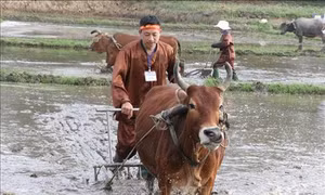 Nô nức lễ hội xuống đồng xây dựng nông thôn mới Thị xã Phổ Yên