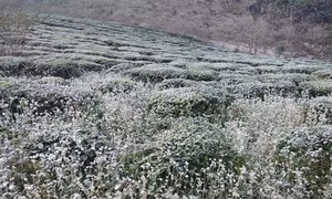 Rét đậm, rét hại và sương muối gây thiệt cho cây trồng ở Sơn La 