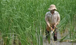 Trồng cây bồn bồn cải thiện đời sống người dân ở Cà Mau