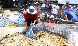 Nông dân Đồng Tháp nuôi cá trê vàng cho lợi nhuận cao