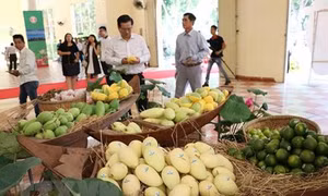 An Giang tập trung xuất khẩu các sản phẩm chủ lực