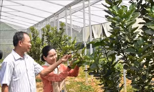 Đà Nẵng: Hiệu quả từ chương trình nông thôn miền núi
