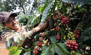 Phát triển thương hiệu giúp doanh nghiệp cà phê hội nhập quốc tế