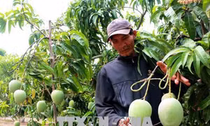 Hiệu quả từ các mô hình “vườn tôi, nhà mình”