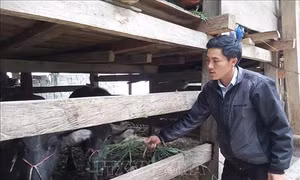 Hiệu quả từ Chương trình giảm nghèo dựa trên phát triển hàng hóa tại Hà Giang