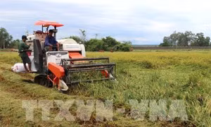 Quảng Trị nỗ lực cứu lúa sau lũ lụt