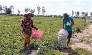 Mô hình chuyển đổi trồng rau màu cho hiệu quả cao ở Phú Quốc