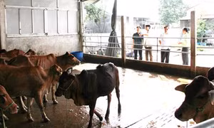 Bắc Giang ưu tiên hỗ trợ mô hình hợp tác xã nông nghiệp kiểu mới