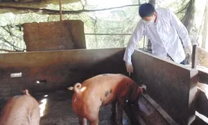 Long An khẩn cấp phòng chống bệnh dịch tả lợn châu Phi giáp ranh vùng biên giới