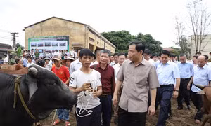 Hà Nội phát triển, sản xuất thịt bò chất lượng cao