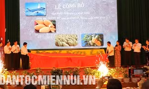 Hướng đi mới cho cây xoài Sơn La