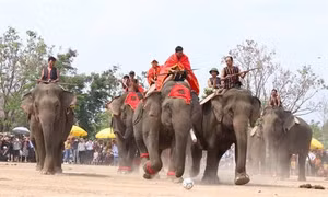Lễ hội voi Tây Nguyên