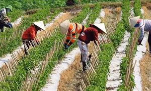 Ngành nông nghiệp tập trung tái cơ cấu gắn với đổi mới mô hình tăng trưởng trong năm 2019