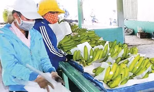 Cà Mau xây dựng vùng chuối nguyên liệu đạt chuẩn VietGAP