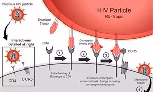 Phát hiện đột biến gien thứ hai liên quan đến khả năng kháng HIV