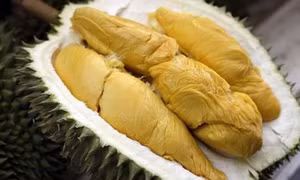 Bình Phước khuyến cáo không trồng giống sầu riêng Musang King