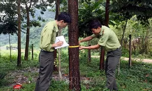 Ban hành Nghị định 06 về quản lý thực vật rừng, động vật rừng nguy cấp, quý, hiếm