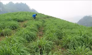 Sả đỏ - hướng thoát nghèo mới bền vững cho nông dân Lào Cai