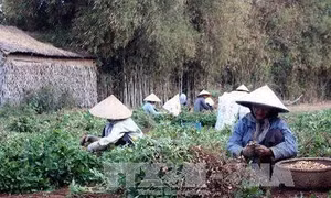 Trồng lạc giống mùa mưa cho hiệu quả cao