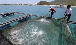 Khánh Hòa: Hỗ trợ đồng bào dân tộc thiểu số vay vốn, hướng đến mục tiêu giảm nghèo bền vững