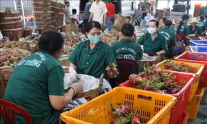 Quý I, giá trị xuất khẩu rau quả giảm 9,3%
