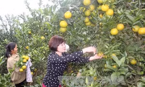 Huyện Lục Ngạn hướng đến xuất khẩu cây có múi