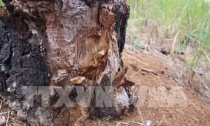 Đắk Nông tạm giữ hình sự 5 đối tượng đầu độc rừng thông