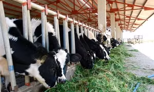 Mô hình chăn nuôi bò sữa giúp các hộ khó khăn, đồng bào dân tộc Khmer thoát nghèo