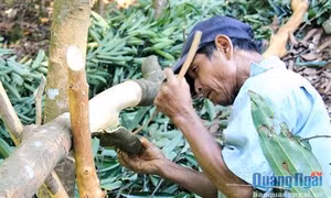 "Trái ngọt" từ đa dạng hóa vùng chuyên canh
