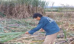Người Bahnar ứng dụng công nghệ trồng trọt trên cánh đồng mẫu lớn để thoát nghèo