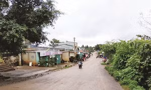 Cư Pơng mùa hoa nở