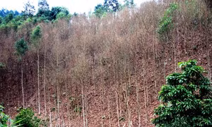Một số sâu bệnh hại quế