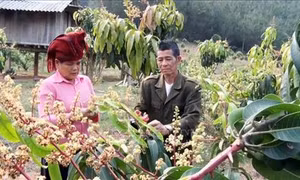 Kỷ niệm Ngày Quốc tế phụ nữ 8/3: Lan tỏa chương trình “Đồng hành cùng phụ nữ biên cương"