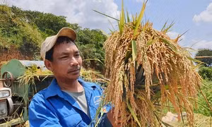 Người M’Nông trồng lúa nước thoát nghèo