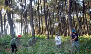 Yên Bái đặt chỉ tiêu trồng 16.000 ha rừng trong năm 2019