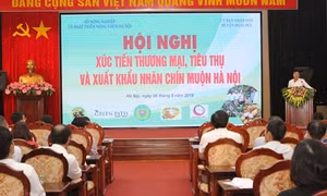 Hà Nội xuất khẩu nhãn chín muộn sang Australia