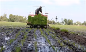 Phát động ứng dụng cơ giới hóa gieo cấy lúa tại Đồng bằng sông Cửu Long