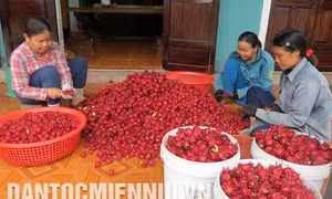 Atiso đỏ - Cây cho hiệu quả kinh tế cao ở Phong Điền