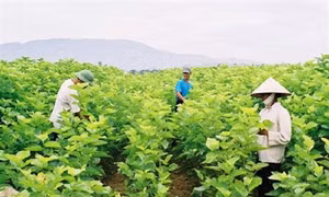 Kỹ thuật trồng dâu