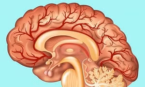 Sự thật thú vị về các cơ quan trong cơ thể 