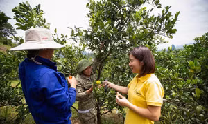 Vũ Thị Thủy - Người giữ thương hiệu cho Cam Cao Phong và các sản phẩm từ cam