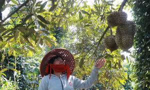 Cây sầu riêng - hiện thực hóa giấc mơ thoát nghèo
