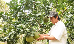 Mô hình trồng bưởi cho hiệu quả cao của một nông hộ người Hoa ở huyện Định Quán (Đồng Nai). Ảnh: An Hiếu