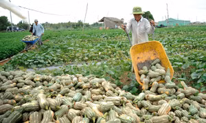 Bà con Khmer thu hoạch bí rợ ở ấp Huyền Đức, xã Long sơn (Cầu Ngang, Trà Vinh). Ảnh: Phúc Thanh