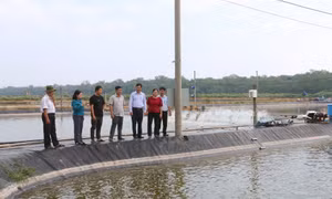 Khuyến nghị phòng bệnh cho tôm nuôi khi nắng nóng mưa xen kẽ