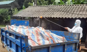 Khắc phục tình trạng thiếu nhân viên thú y cơ sở