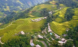 Mùa vàng Thông Nguyên - Bản giao hòa giữa sắc màu văn hóa và thiên nhiên